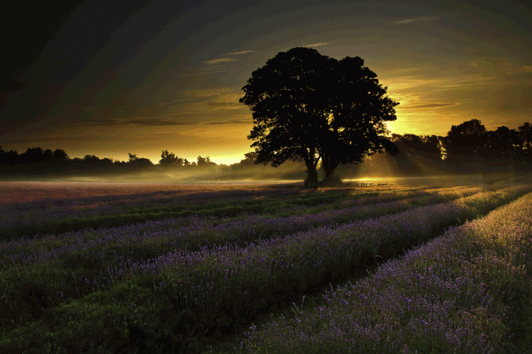 tree in field of lavender