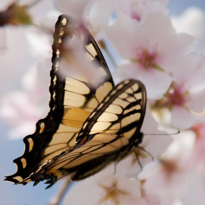 pretty butterfly.jpg